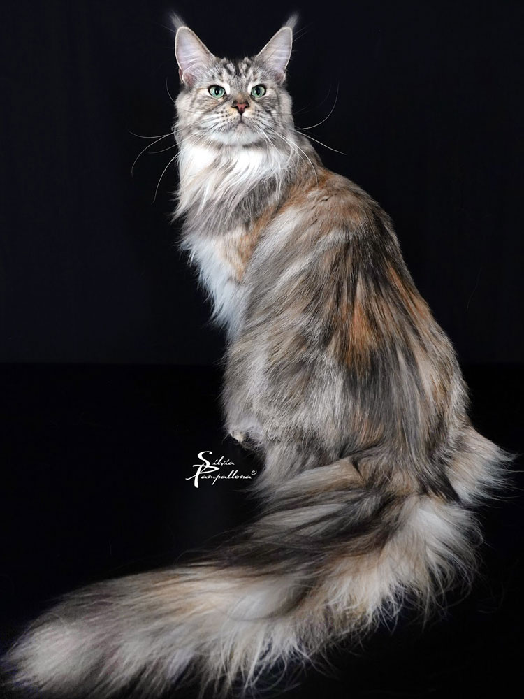 Allevamento Artia's Dream