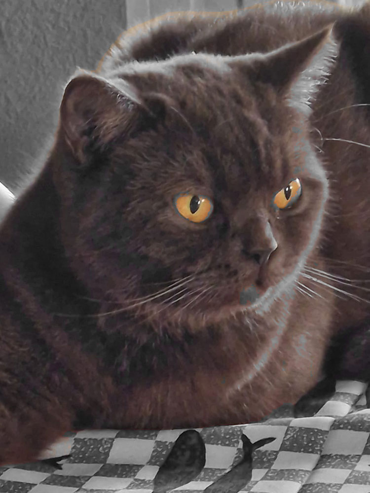 Allevamento Blue Rock