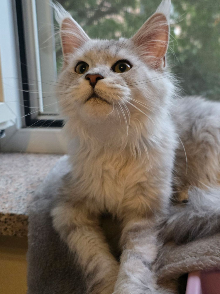 Allevamento Curious Tails