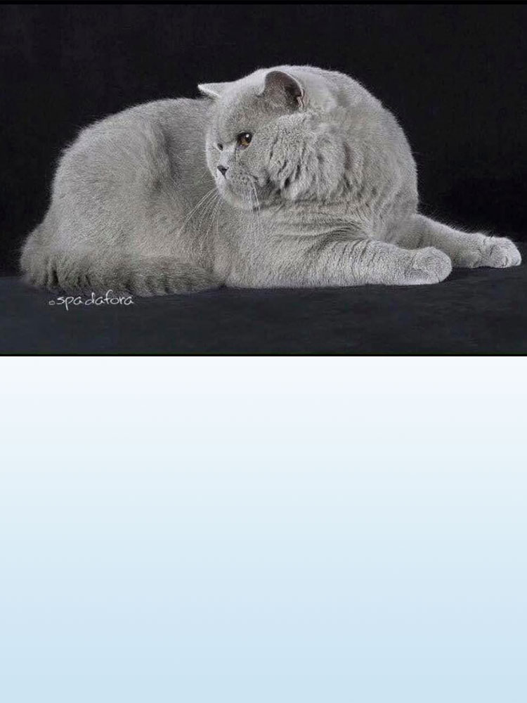 Allevamento Fiori dell’Eridano