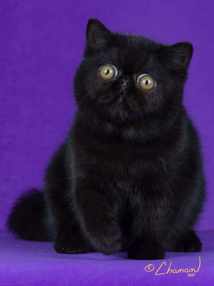 Allevamento Felini Divini