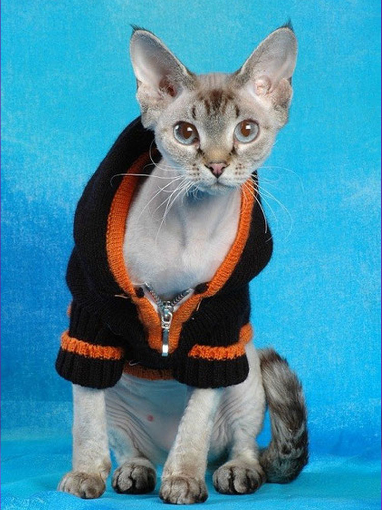 Allevamento Gli Elfi di Nuadha