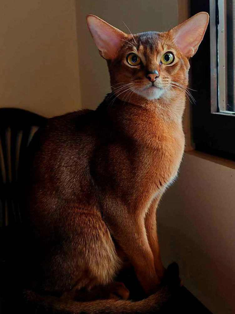 Allevamento Di Habashat