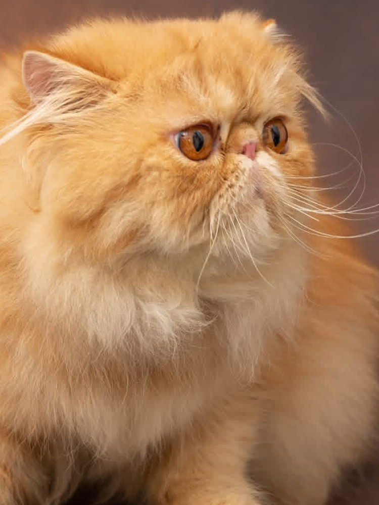 Allevamento Happy Hour