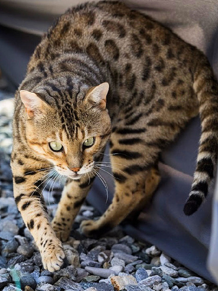 Allevamento Cats of Labuan