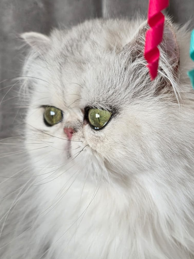 Allevamento Like the Wind