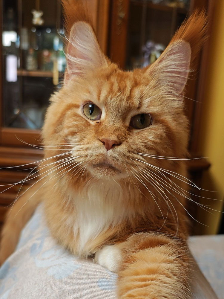 Allevamento Magnus Felis