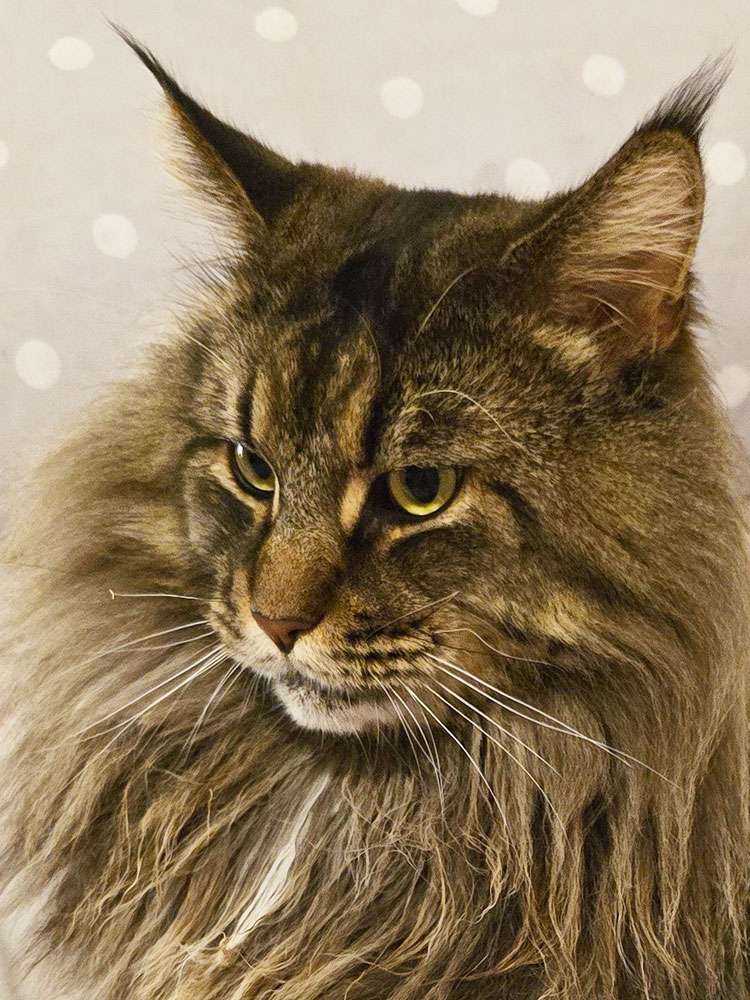 Allevamento Regina di Cuore