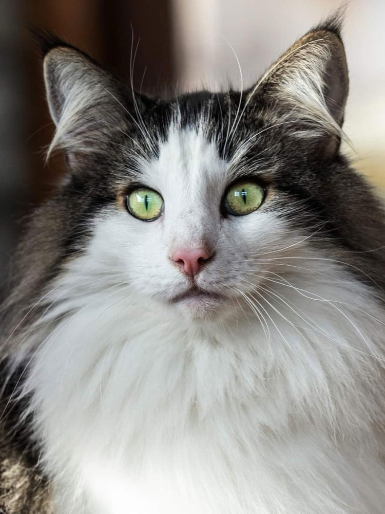 Allevamento Rêves du Nord