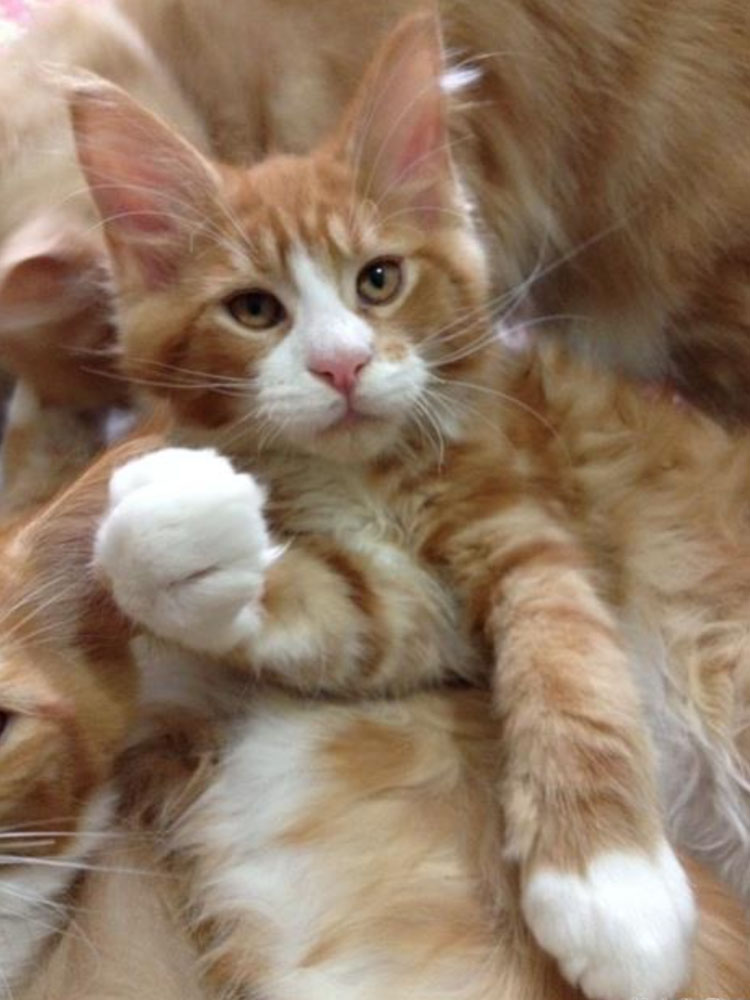 Allevamento Rossi d'Olimpo