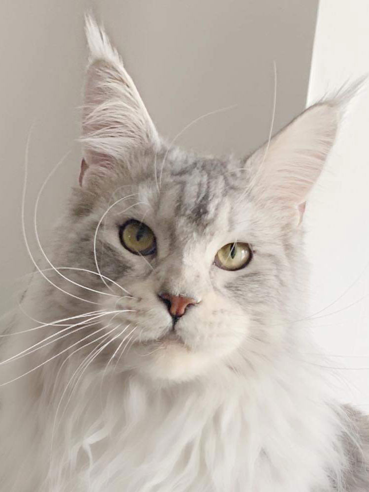 Allevamento Royal de Lavalle