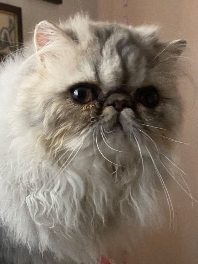 Allevamento Sagaentrum