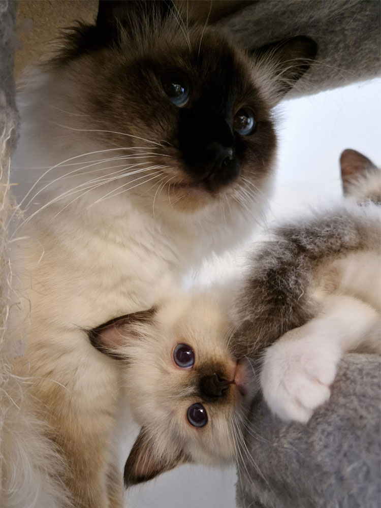 Allevamento Sea Eyes'