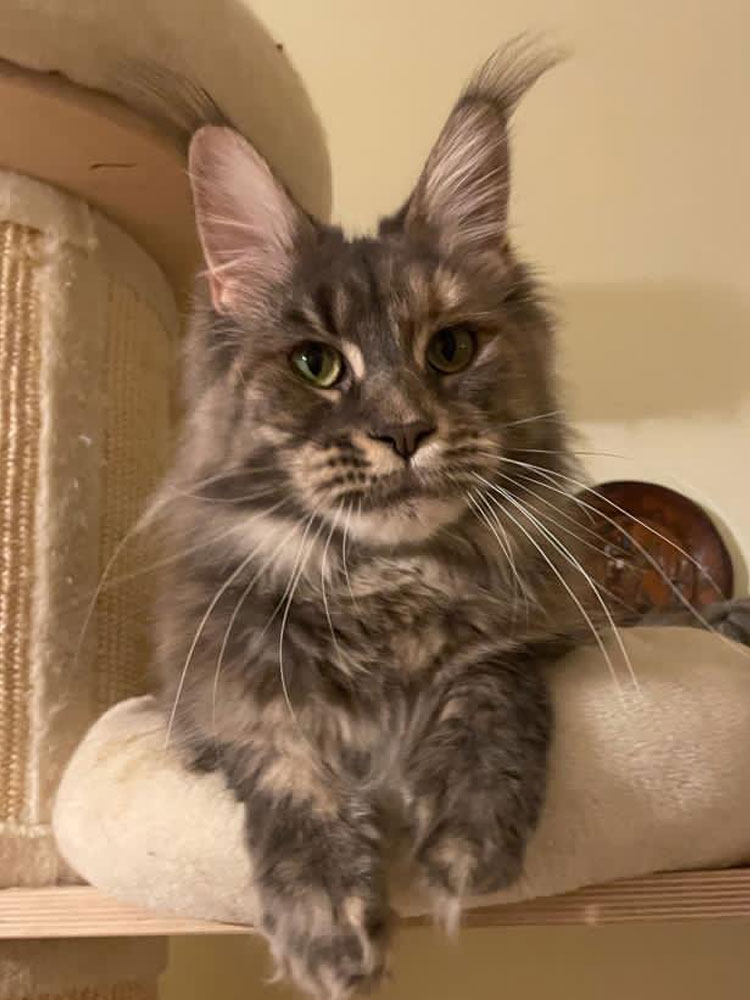 Allevamento Sweetfriends