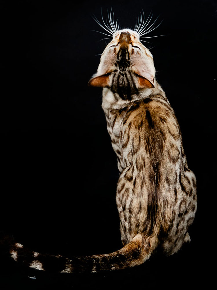 Allevamento The World of Grace