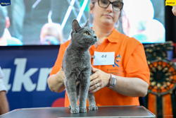 Expo Feline Moncalieri