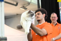 Expo Feline Moncalieri