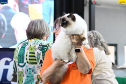 Expo Feline Moncalieri
