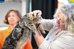 Expo Feline Moncalieri