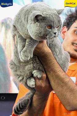 Expo Feline Moncalieri