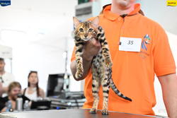 Expo Feline Moncalieri