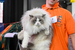 Expo Feline Moncalieri