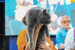 Expo Feline Moncalieri