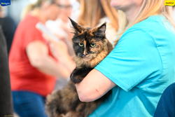 Expo Feline Moncalieri