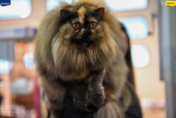 Expo Feline Moncalieri